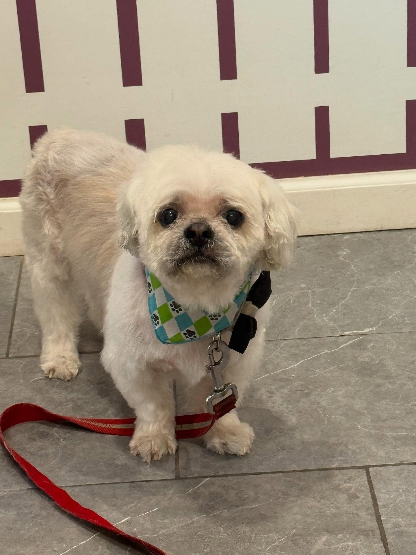 Groomed dog looking handsome
