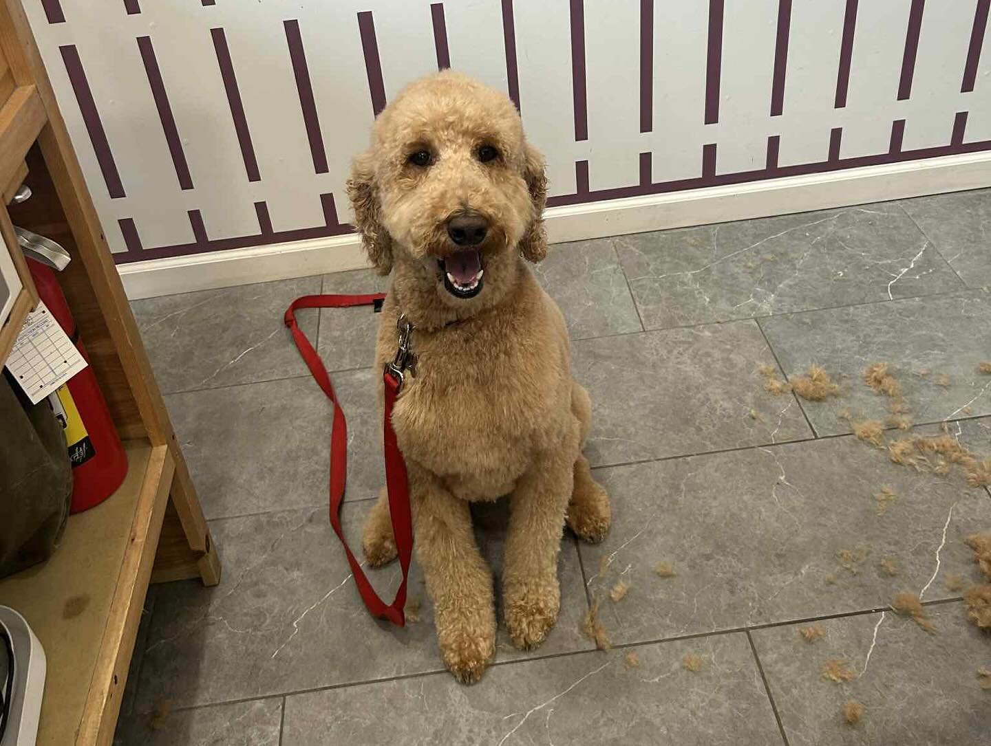A freshly groomed pup at Brittany’s Dog Grooming