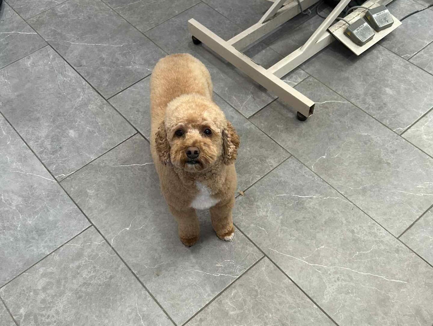 Clean and fluffy pup