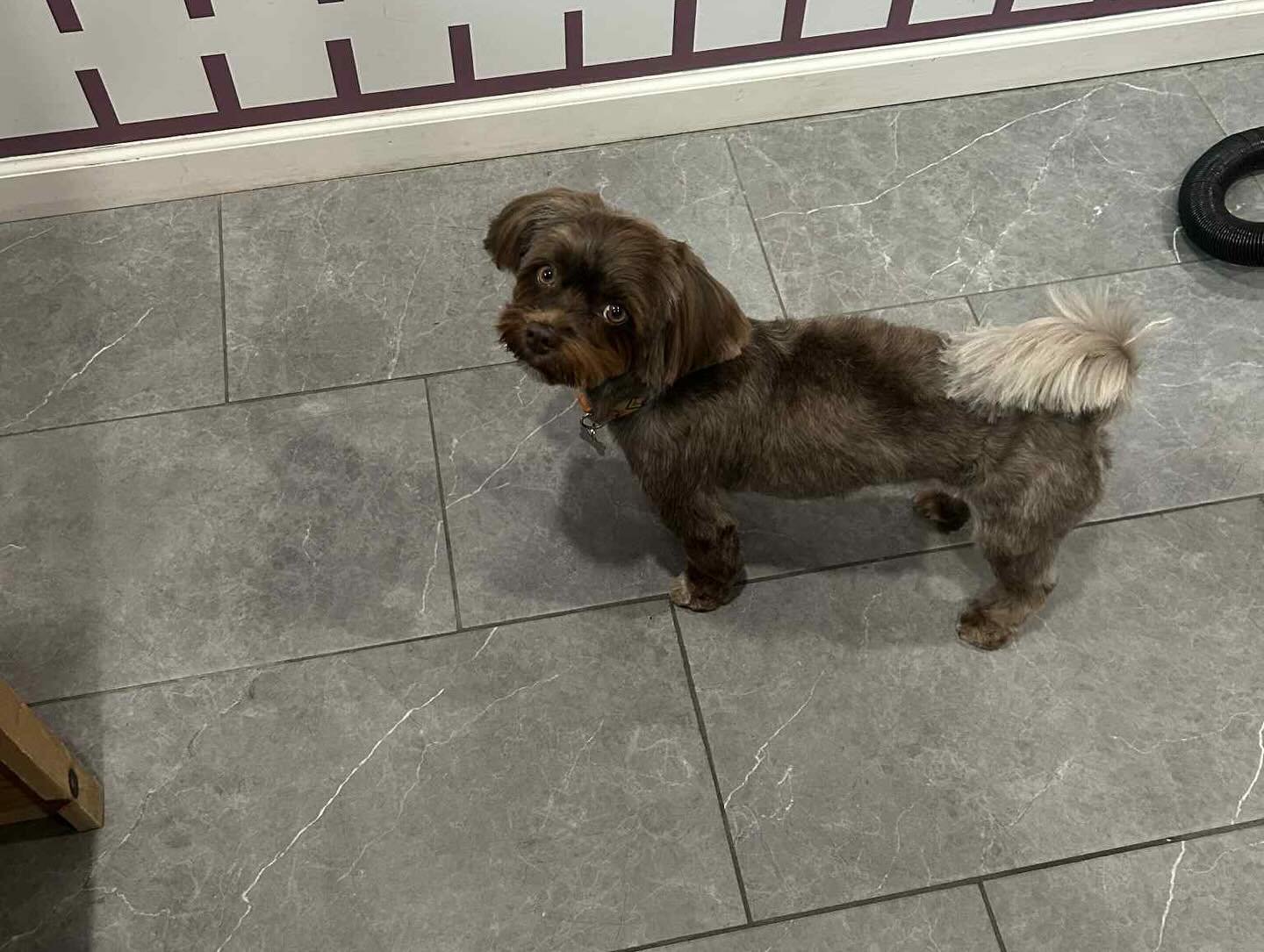 Groomed dog relaxing