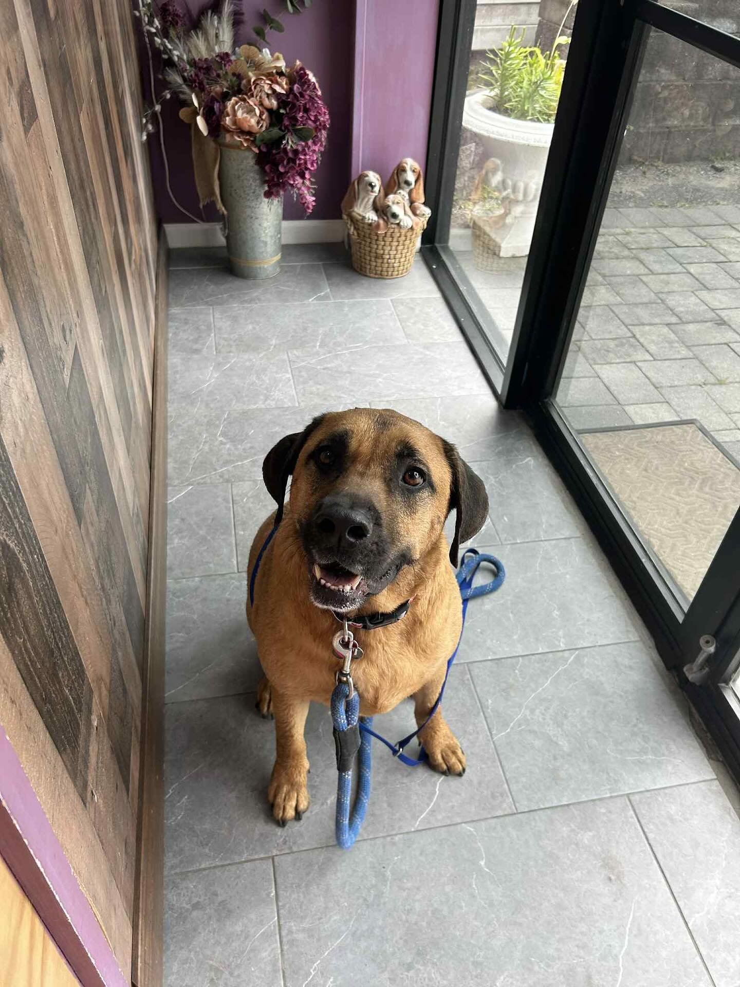 Pup showing off a new trim