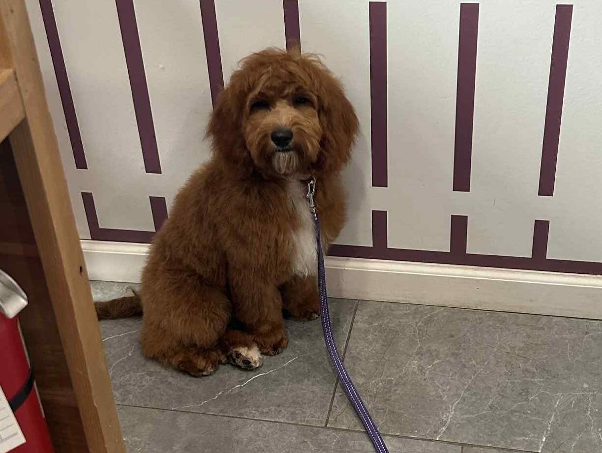 Pampered pup after grooming